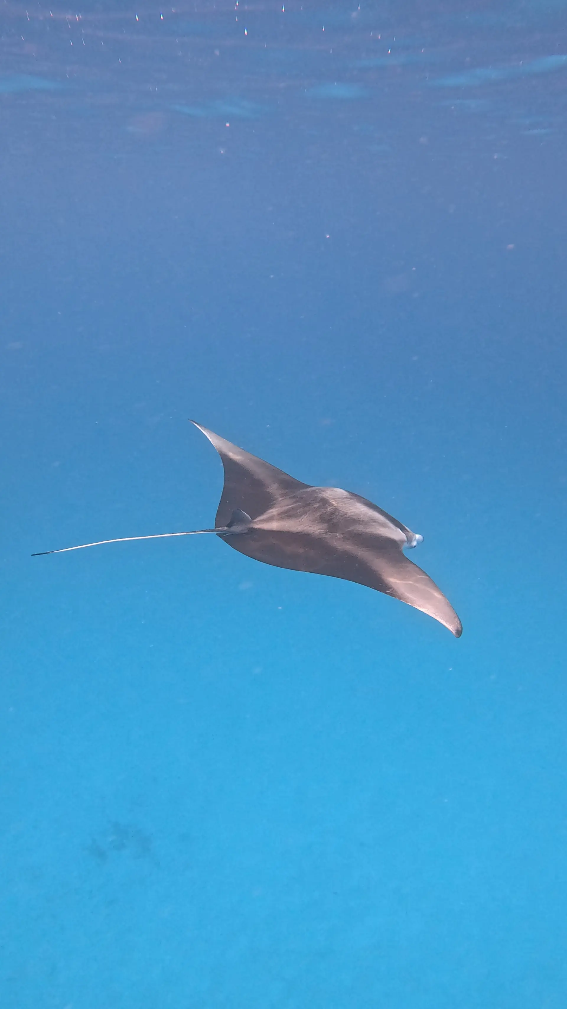 Manta Snorkeling gallery image 1