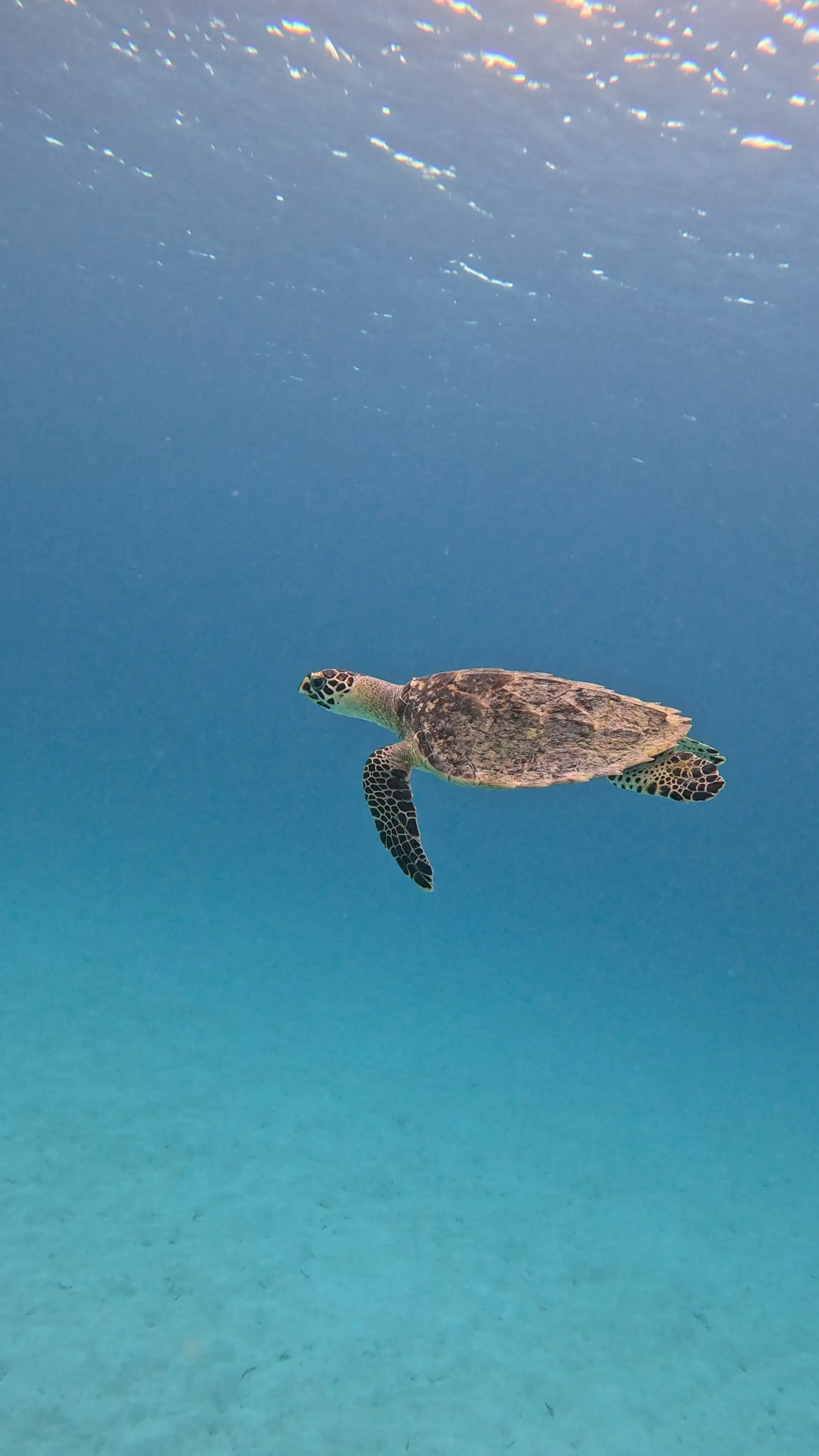 Manta Snorkeling gallery image 2