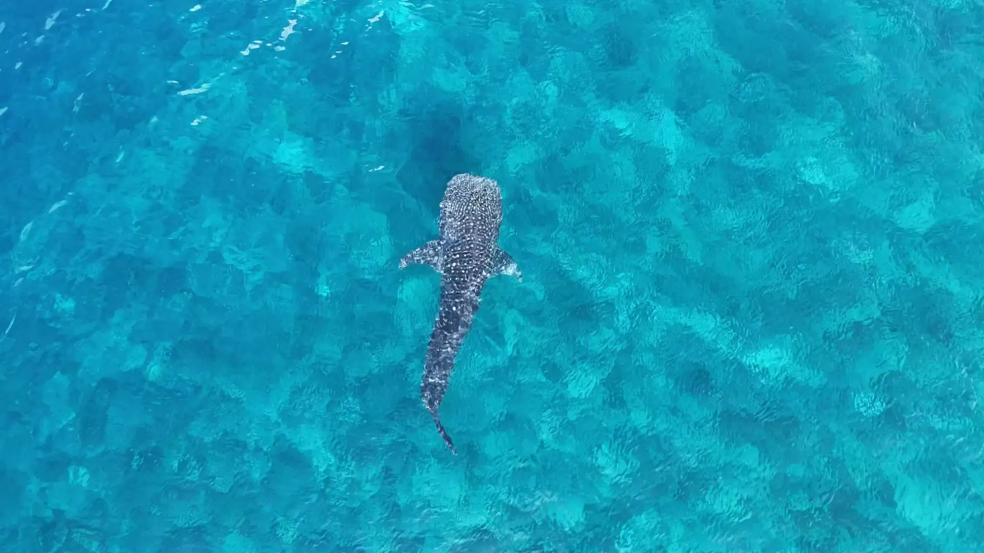 Manta Snorkeling gallery image 3